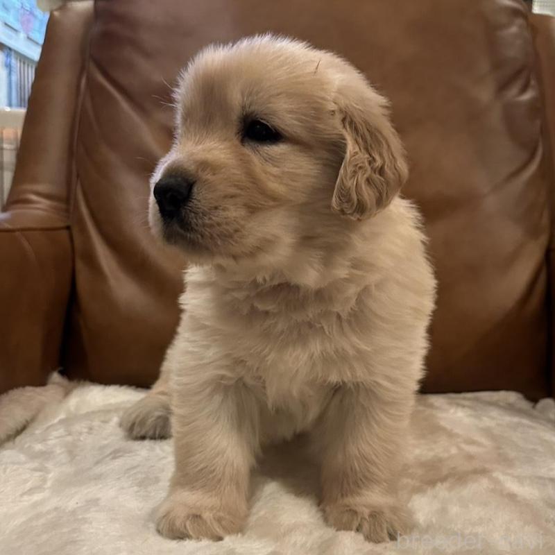 販売中の宮城県のゴールデンレトリーバー-442351の4枚目