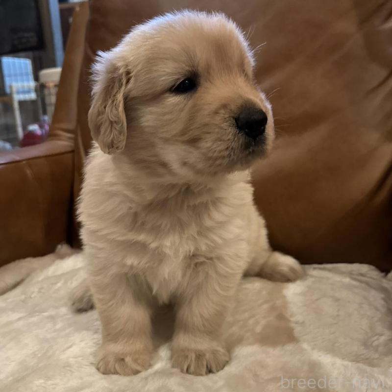 販売中の宮城県のゴールデンレトリーバー-442351の3枚目