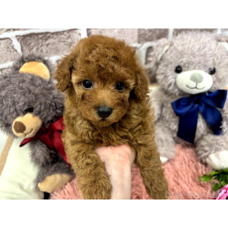 販売中の埼玉県のトイプードル-442352の10枚目