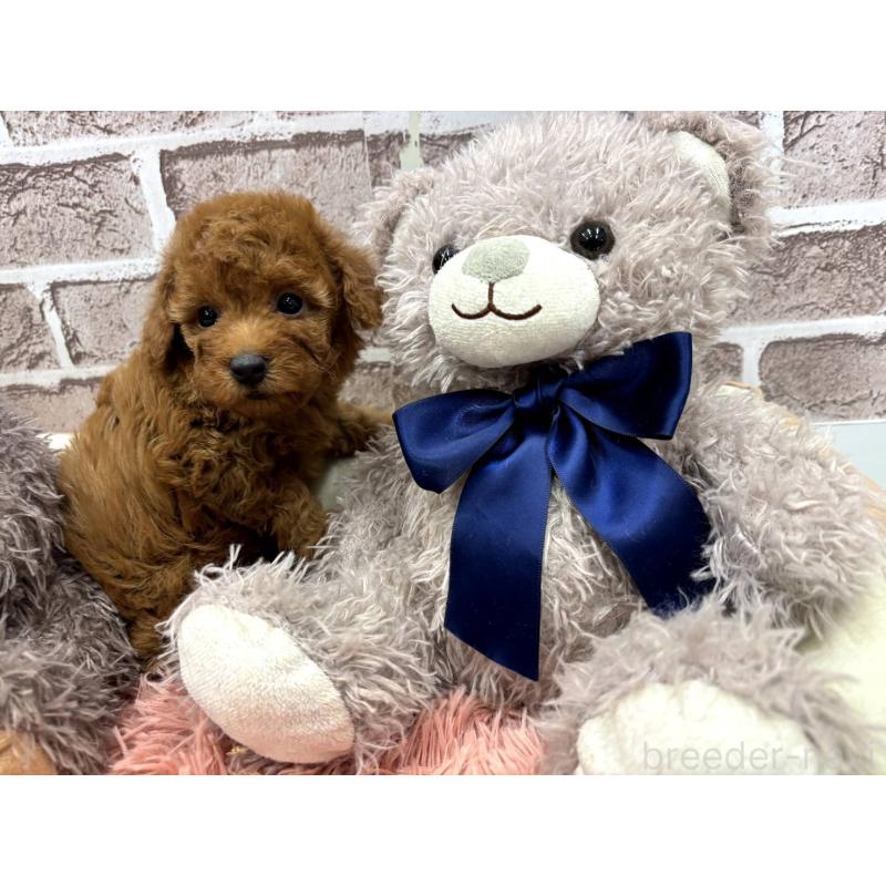 販売中の埼玉県のトイプードル-442352の1枚目