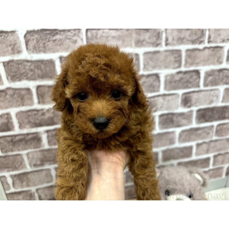 販売中の埼玉県のトイプードル-442352の9枚目