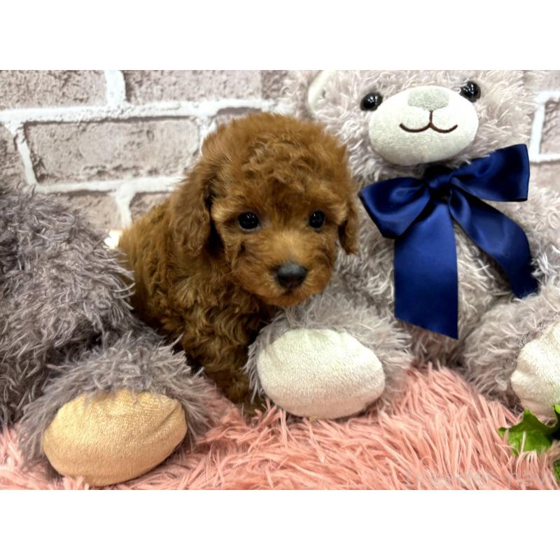 販売中の埼玉県のトイプードル-442352の8枚目