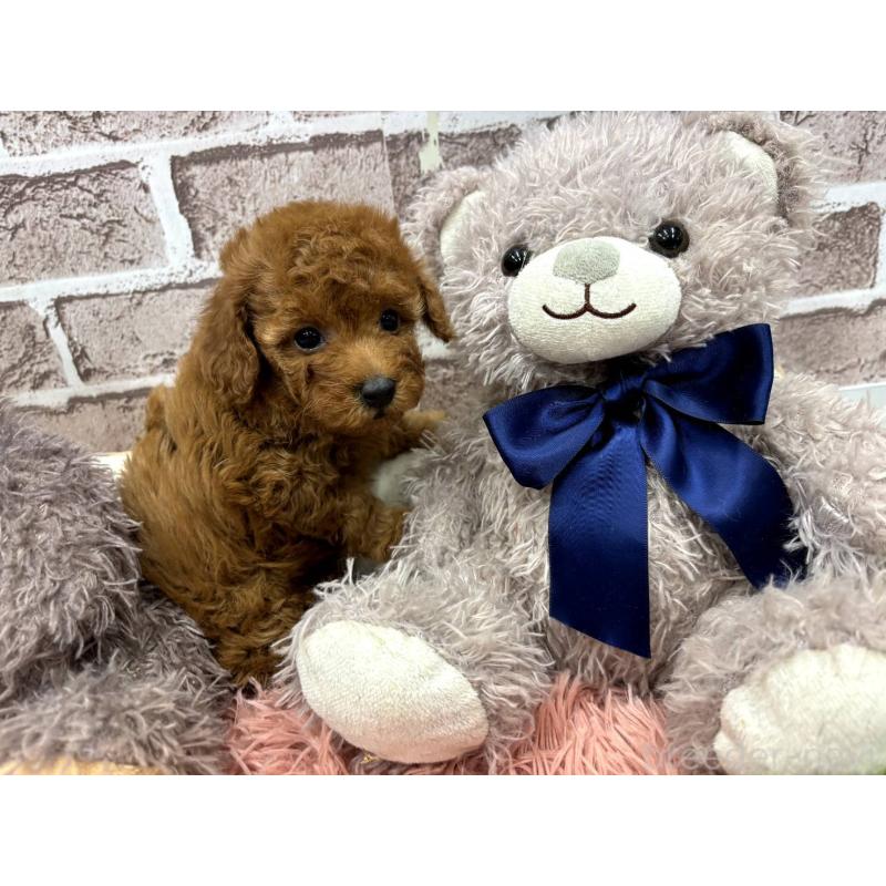 販売中の埼玉県のトイプードル-442352の7枚目