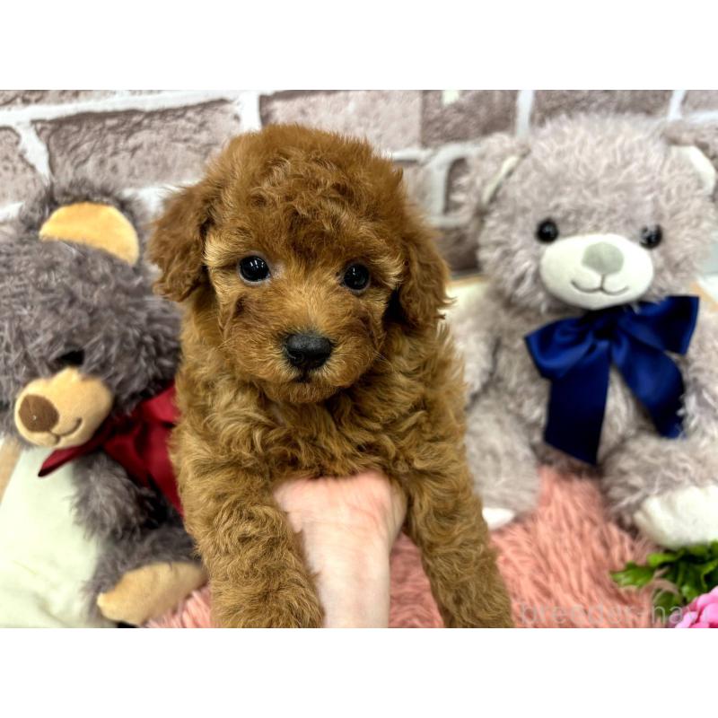 販売中の埼玉県のトイプードル-442352の6枚目