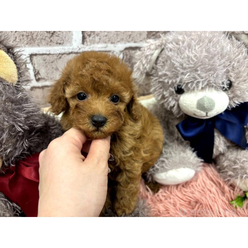 販売中の埼玉県のトイプードル-442352の4枚目