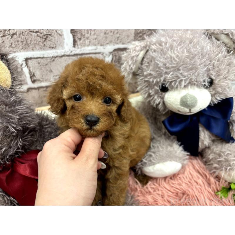 販売中の埼玉県のトイプードル-442352の3枚目