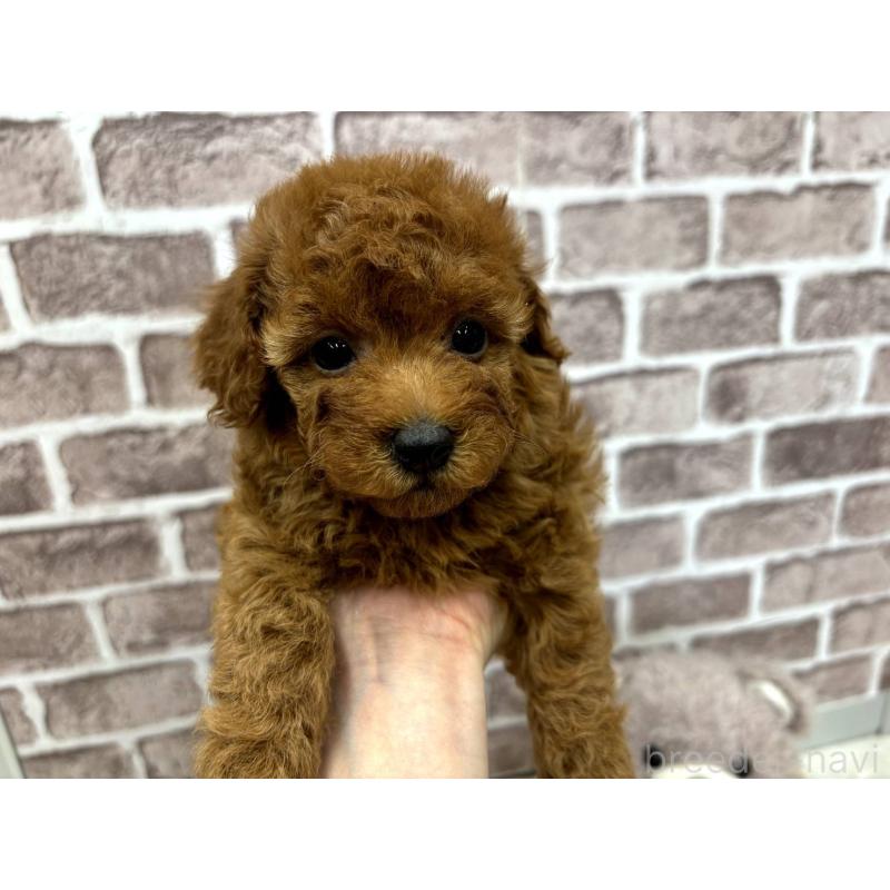 販売中の埼玉県のトイプードル-442352の2枚目