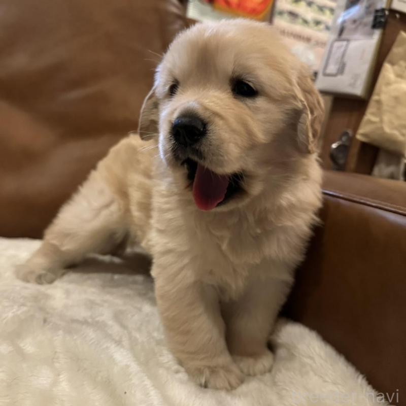 販売中の宮城県のゴールデンレトリーバー-442354の3枚目