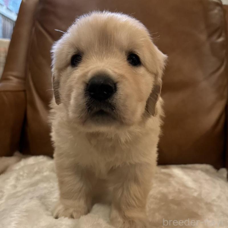 販売中の宮城県のゴールデンレトリーバー-442354