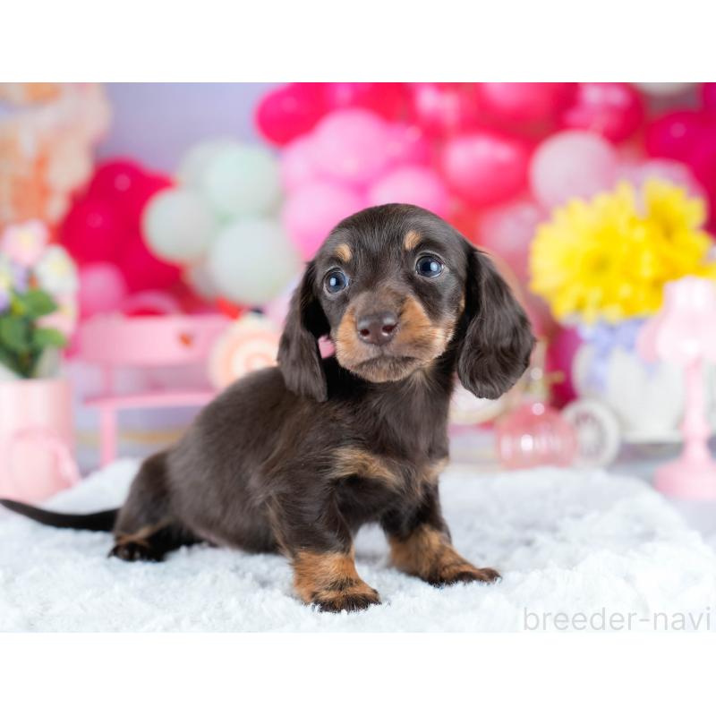 販売中の埼玉県のミニチュアダックスフンド(ロングヘアード)-442356の10枚目