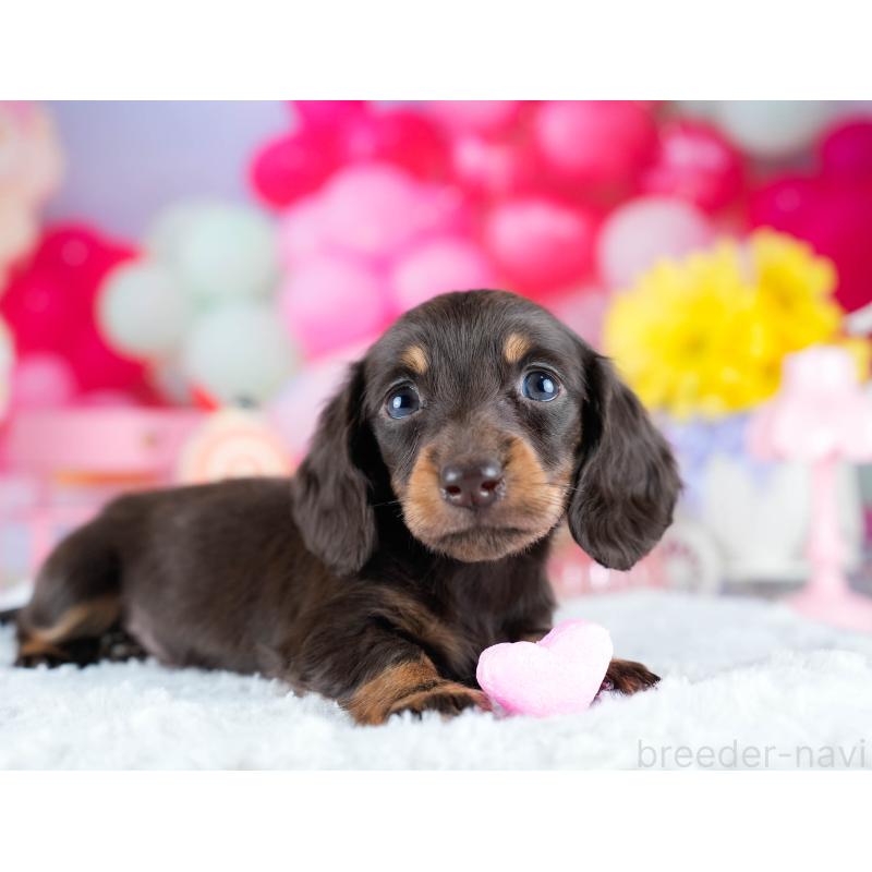 販売中の埼玉県のミニチュアダックスフンド(ロングヘアード)-442356の9枚目