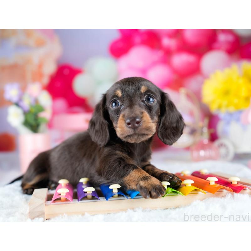 販売中の埼玉県のミニチュアダックスフンド(ロングヘアード)-442356の8枚目