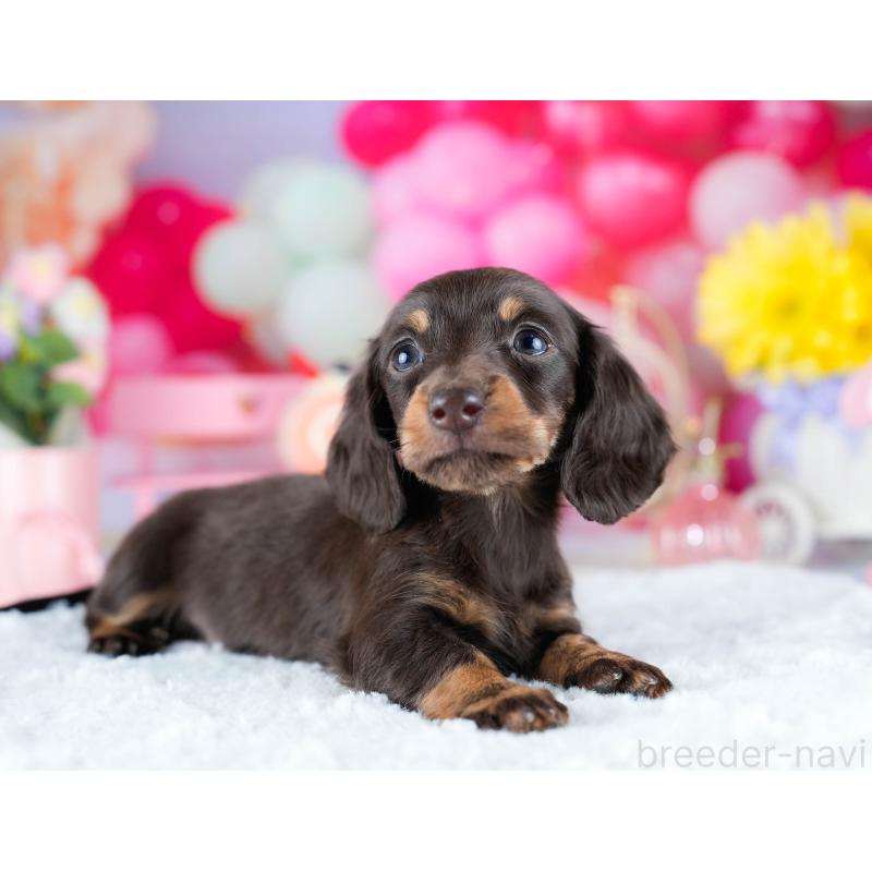 販売中の埼玉県のミニチュアダックスフンド(ロングヘアード)-442356の5枚目