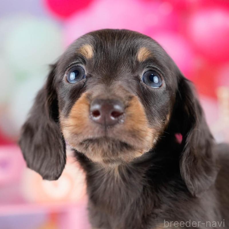 販売中の埼玉県のミニチュアダックスフンド(ロングヘアード)-442356の4枚目