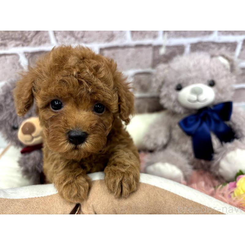 販売中の埼玉県のトイプードル-442355の11枚目