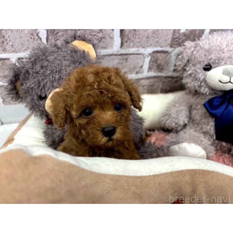 販売中の埼玉県のトイプードル-442355の10枚目