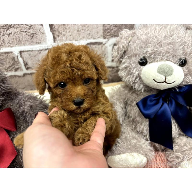 販売中の埼玉県のトイプードル-442355の9枚目