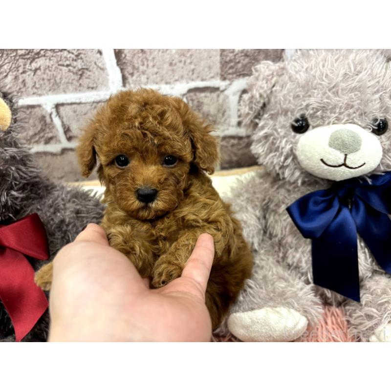 販売中の埼玉県のトイプードル-442355の8枚目