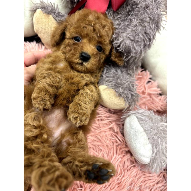 販売中の埼玉県のトイプードル-442355