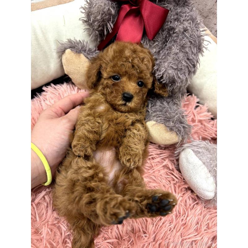 販売中の埼玉県のトイプードル-442355の6枚目