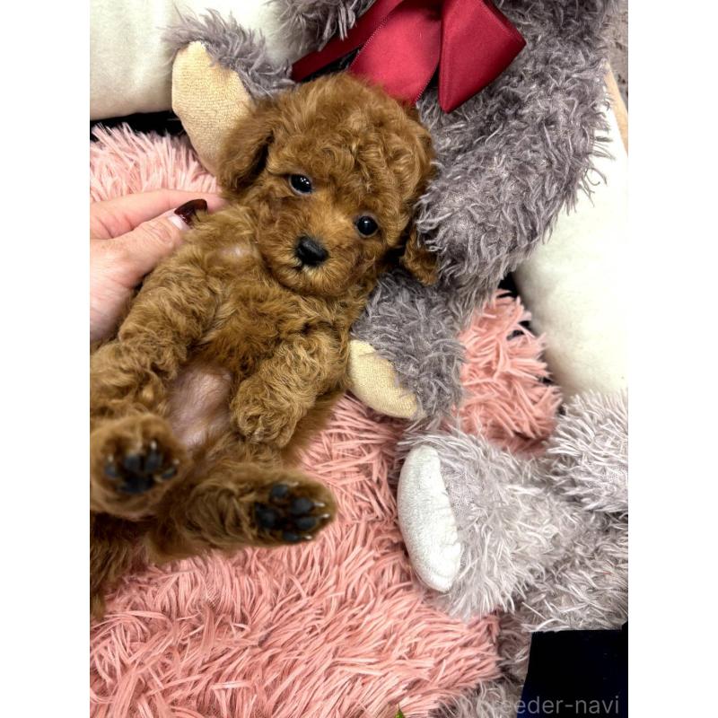 販売中の埼玉県のトイプードル-442355の5枚目