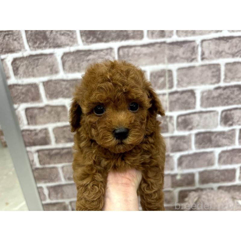 販売中の埼玉県のトイプードル-442355の4枚目