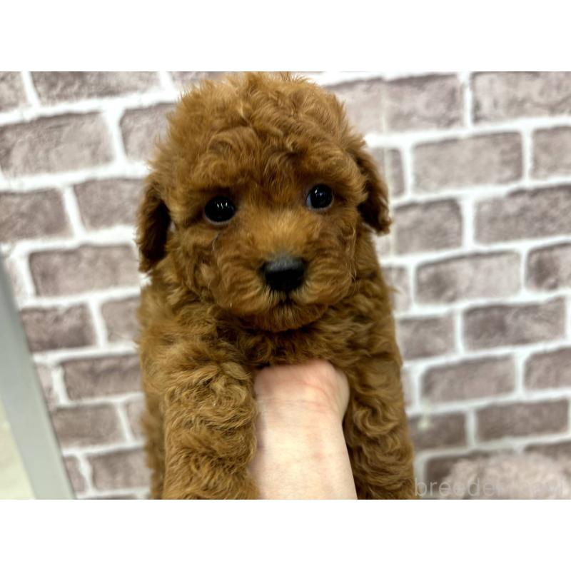 販売中の埼玉県のトイプードル-442355の3枚目