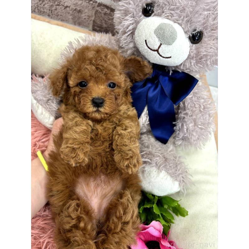 販売中の埼玉県のトイプードル-442355の2枚目