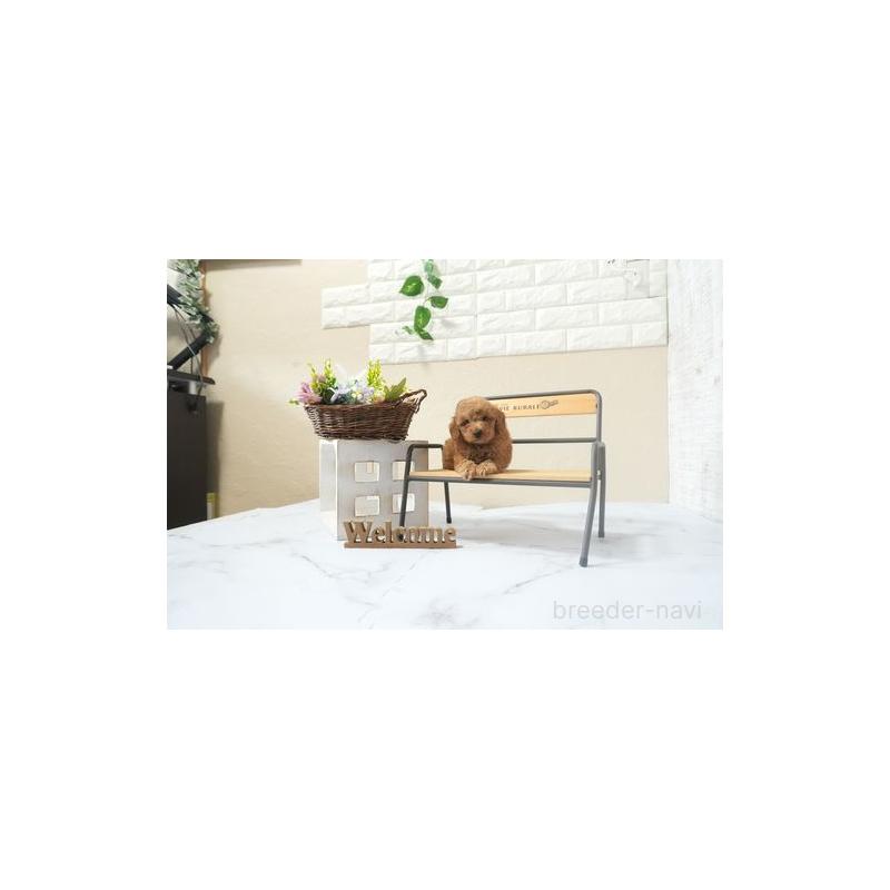 販売中の滋賀県のタイニープードル-441676の3枚目