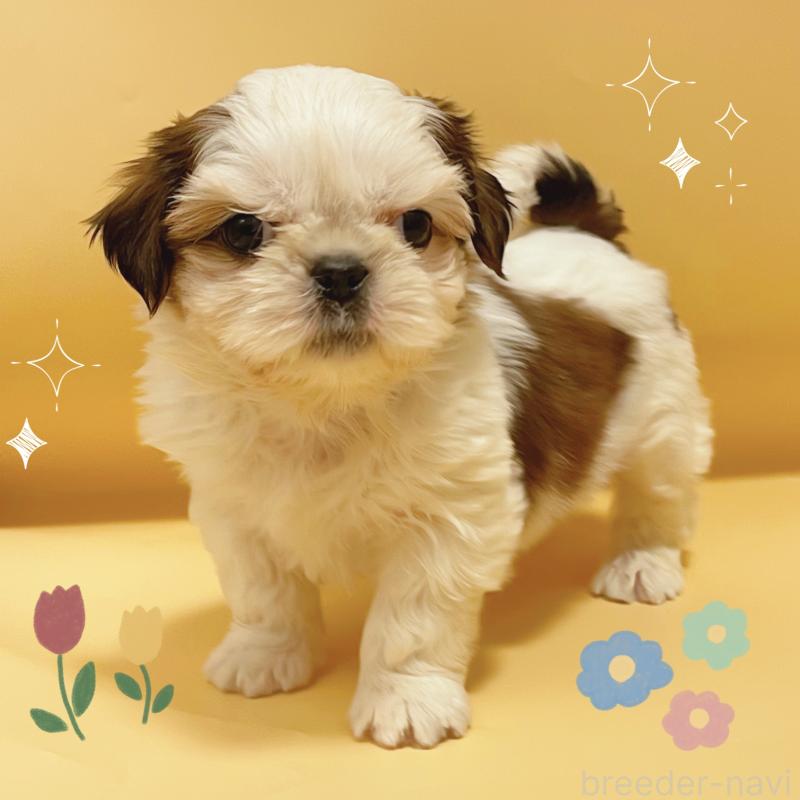 販売中の東京都のシーズー-442359の1枚目