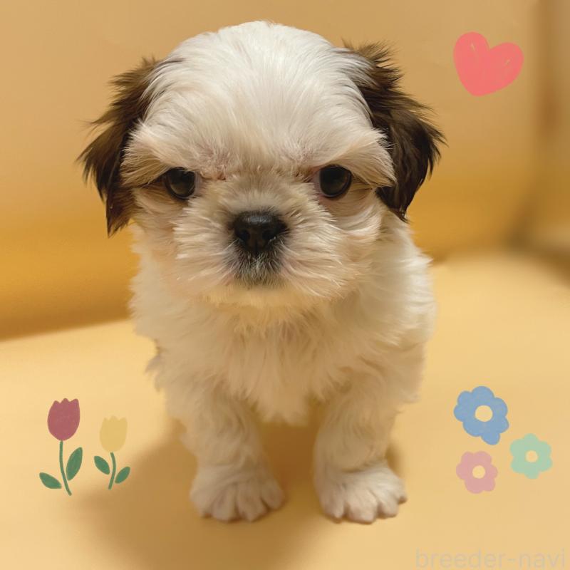 販売中の東京都のシーズー-442359の6枚目