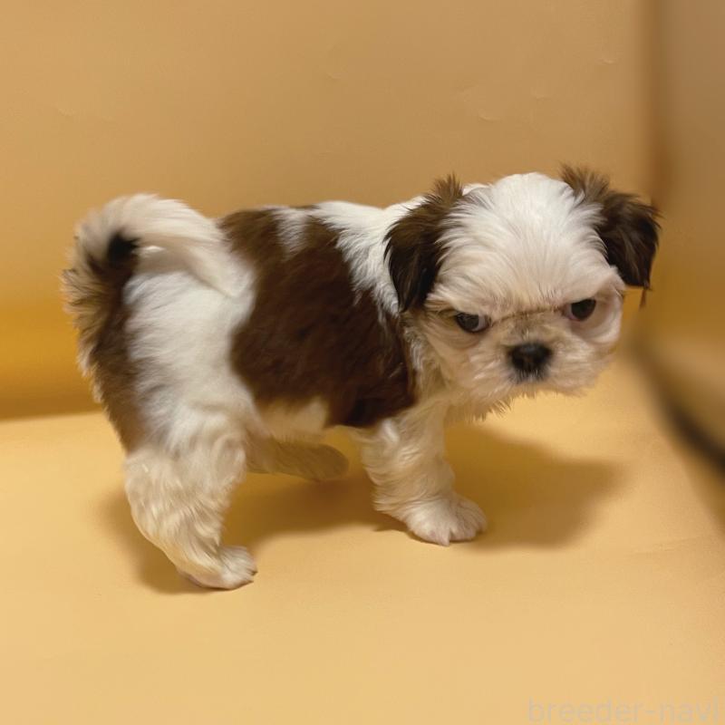 販売中の東京都のシーズー-442359の5枚目