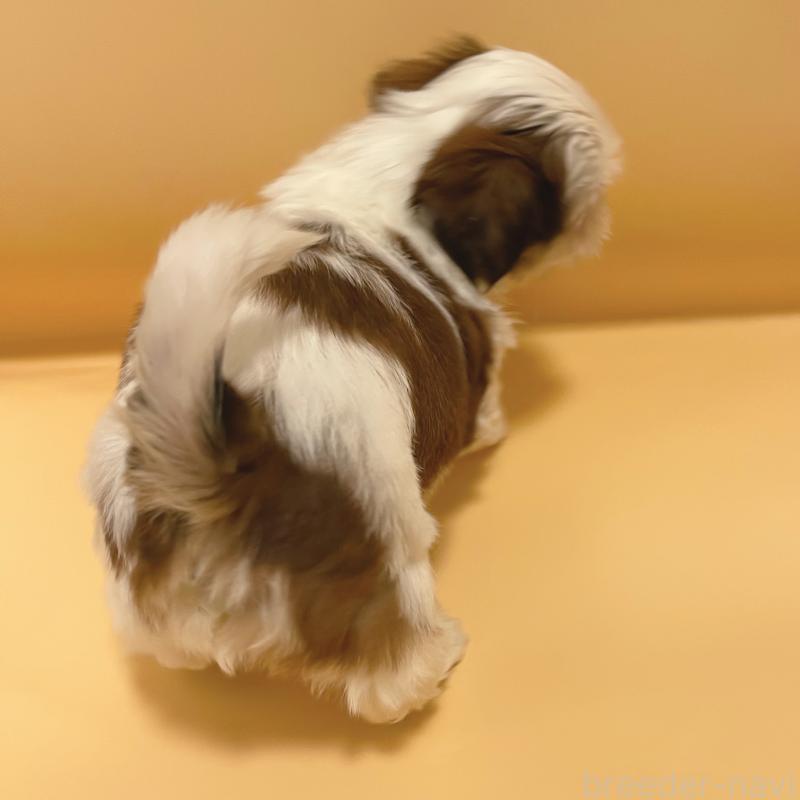 販売中の東京都のシーズー-442359の4枚目