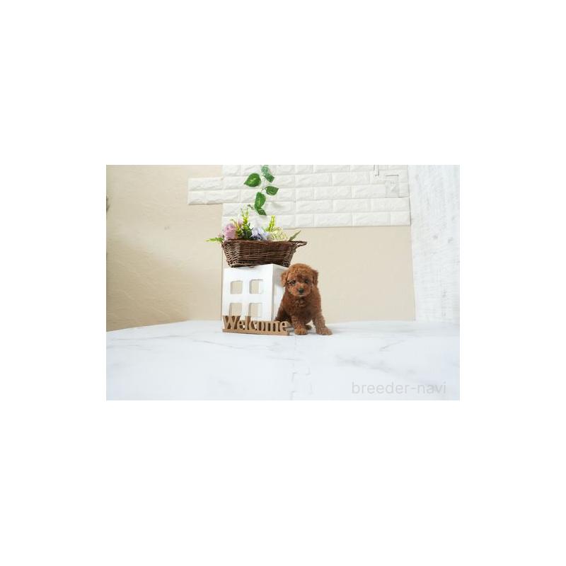 販売中の滋賀県のタイニープードル-441698の4枚目