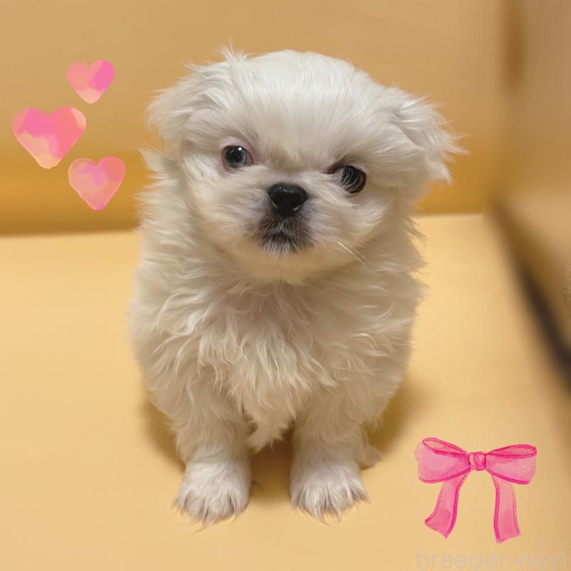 販売中の東京都のペキニーズ-442362