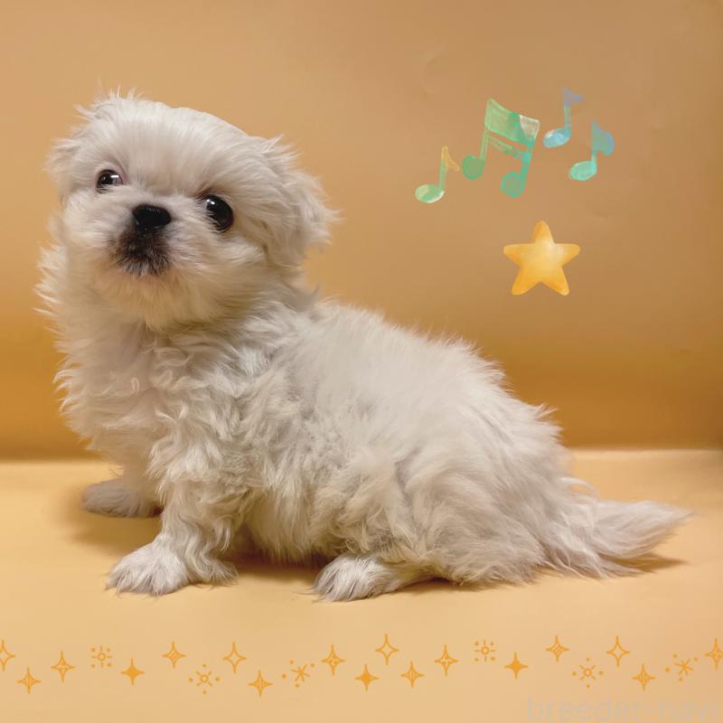 販売中の東京都のペキニーズ-442362の6枚目