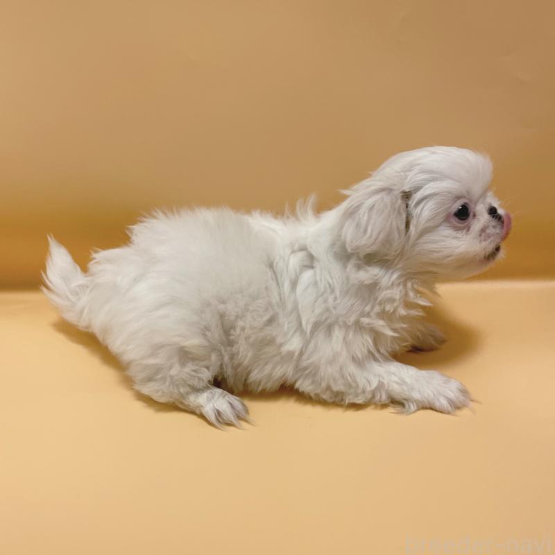 販売中の東京都のペキニーズ-442362の5枚目