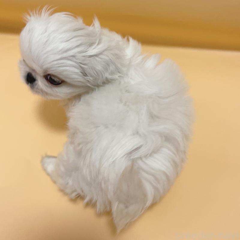 販売中の東京都のペキニーズ-442362の4枚目