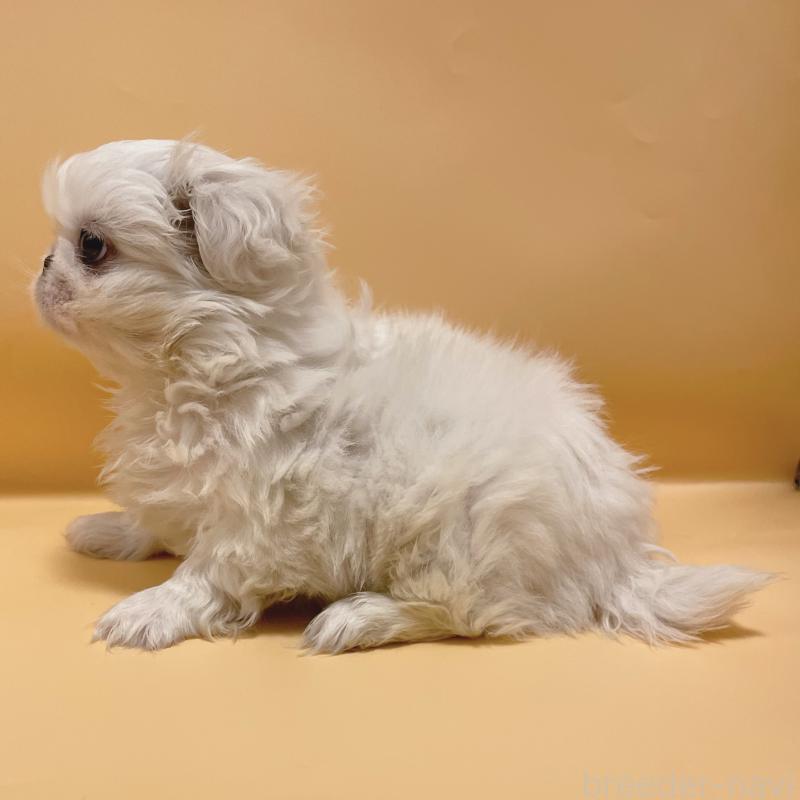 販売中の東京都のペキニーズ-442362の3枚目