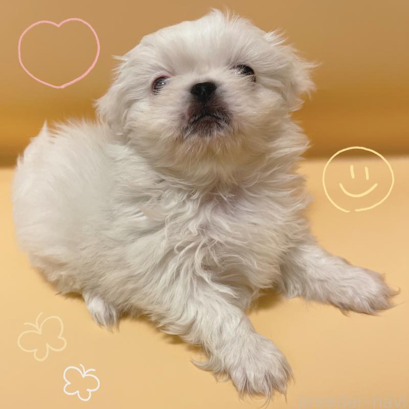 販売中の東京都のペキニーズ-442362の2枚目