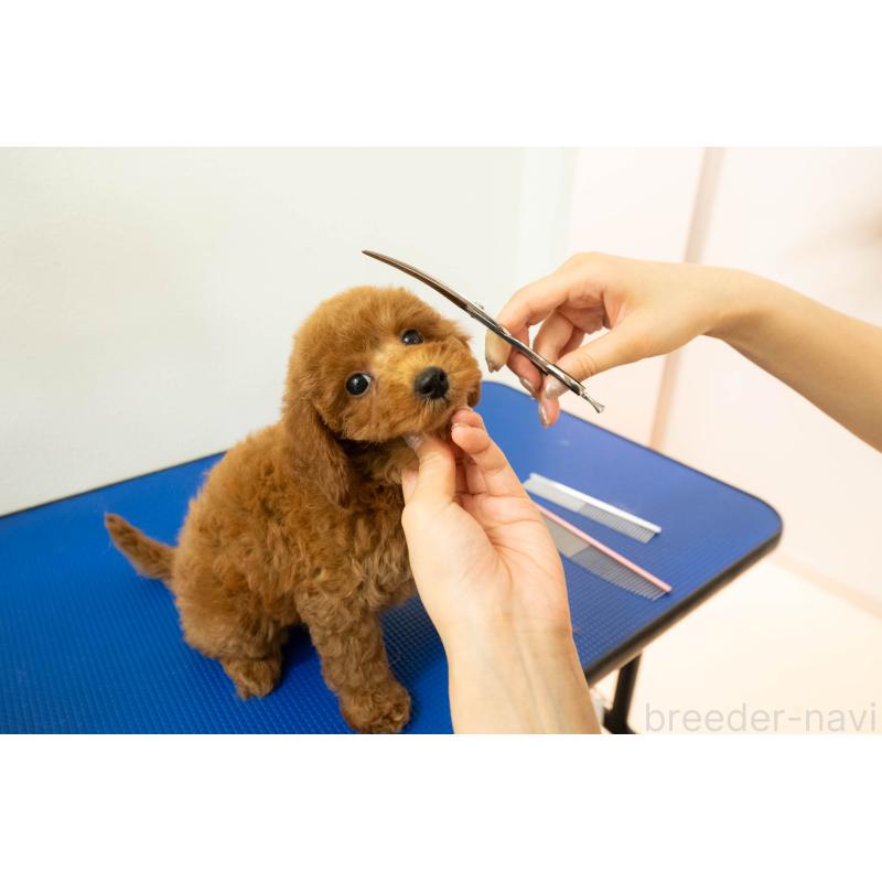 販売中の埼玉県のマルプー:マルチーズ×トイプードル-442365の19枚目