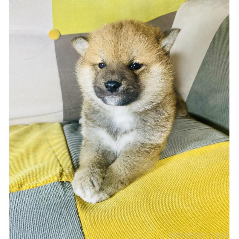 販売中の静岡県の豆柴-442363の5枚目