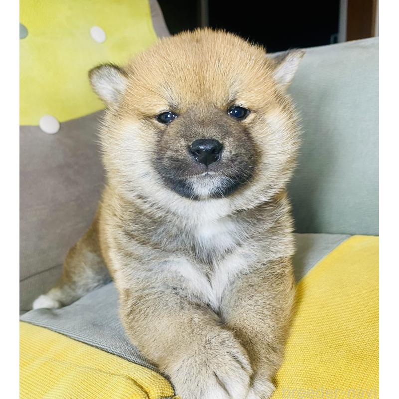 販売中の静岡県の豆柴-442363の4枚目