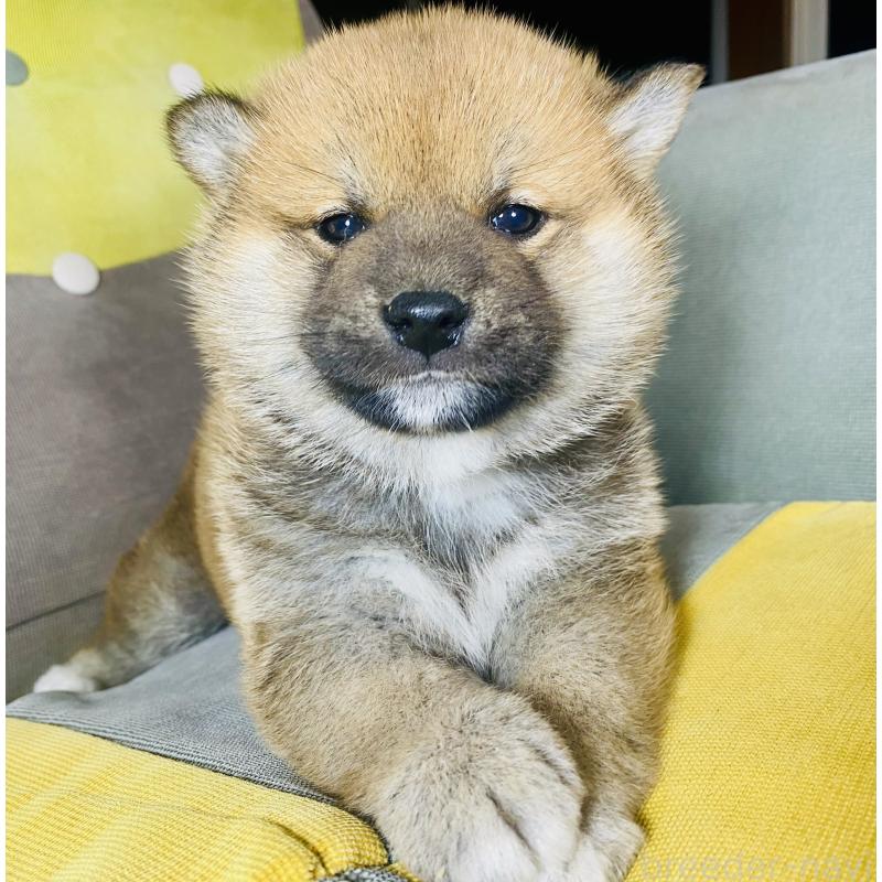 販売中の静岡県の豆柴-442363の3枚目