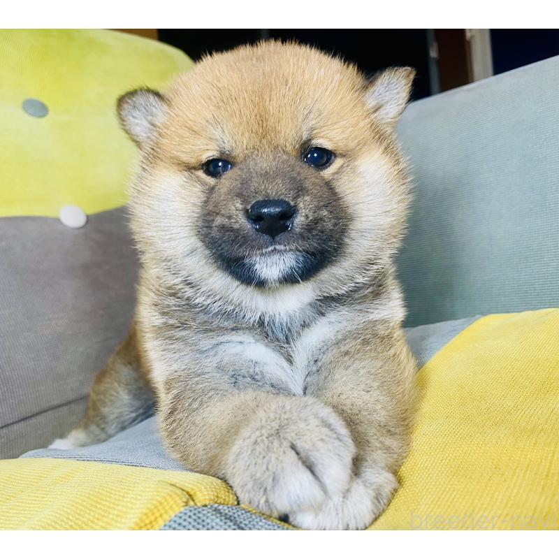 販売中の静岡県の豆柴-442363の2枚目