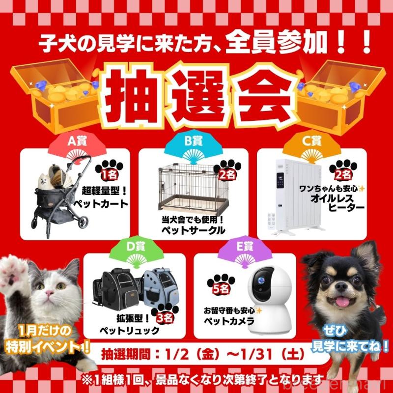 販売中の埼玉県のマルプー:マルチーズ×トイプードル-442365の12枚目