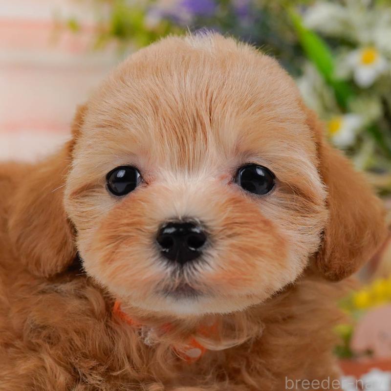 販売中の埼玉県のマルプー:マルチーズ×トイプードル-442365