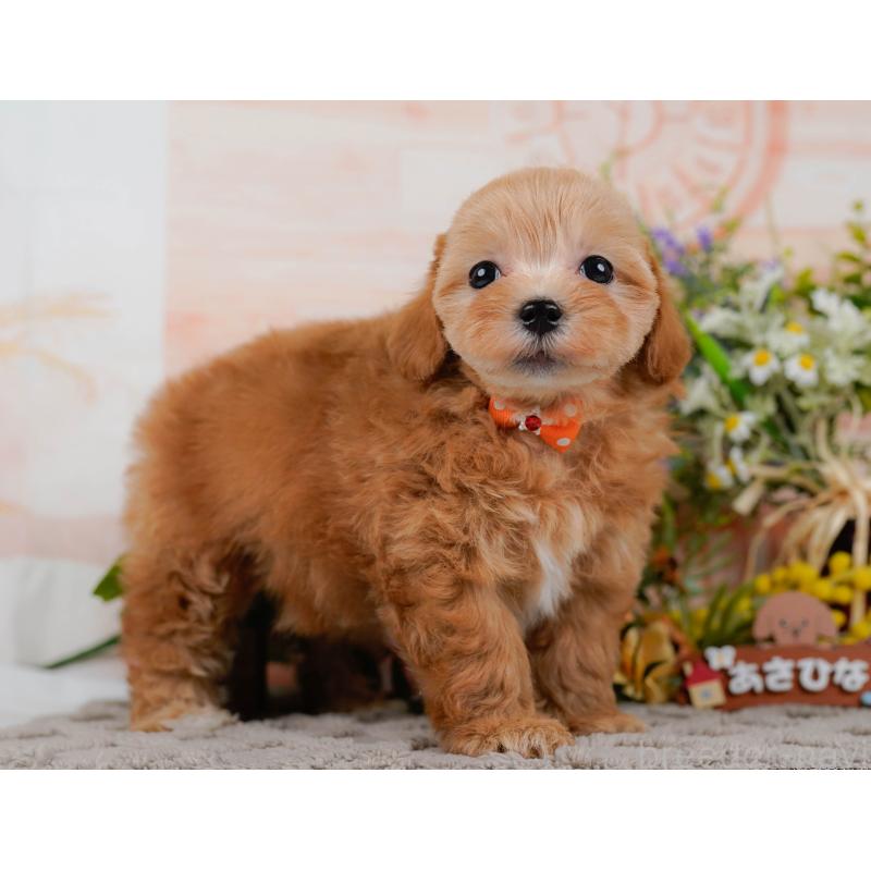 販売中の埼玉県のマルプー:マルチーズ×トイプードル-442365の11枚目