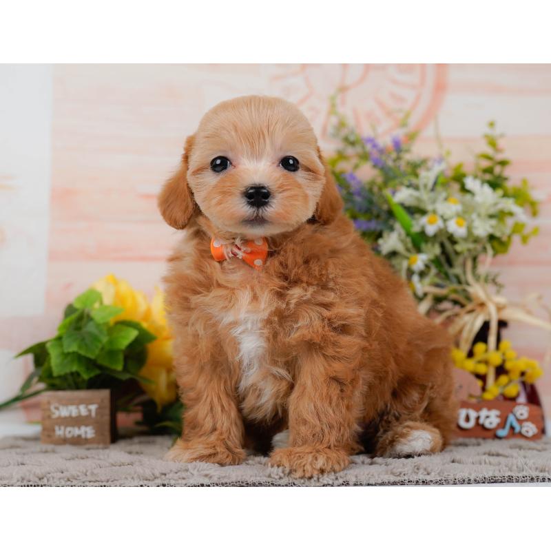 販売中の埼玉県のマルプー:マルチーズ×トイプードル-442365の8枚目