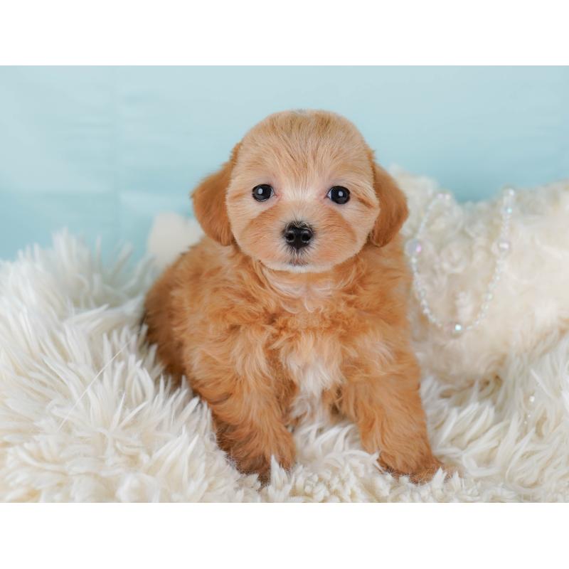 販売中の埼玉県のマルプー:マルチーズ×トイプードル-442365の5枚目